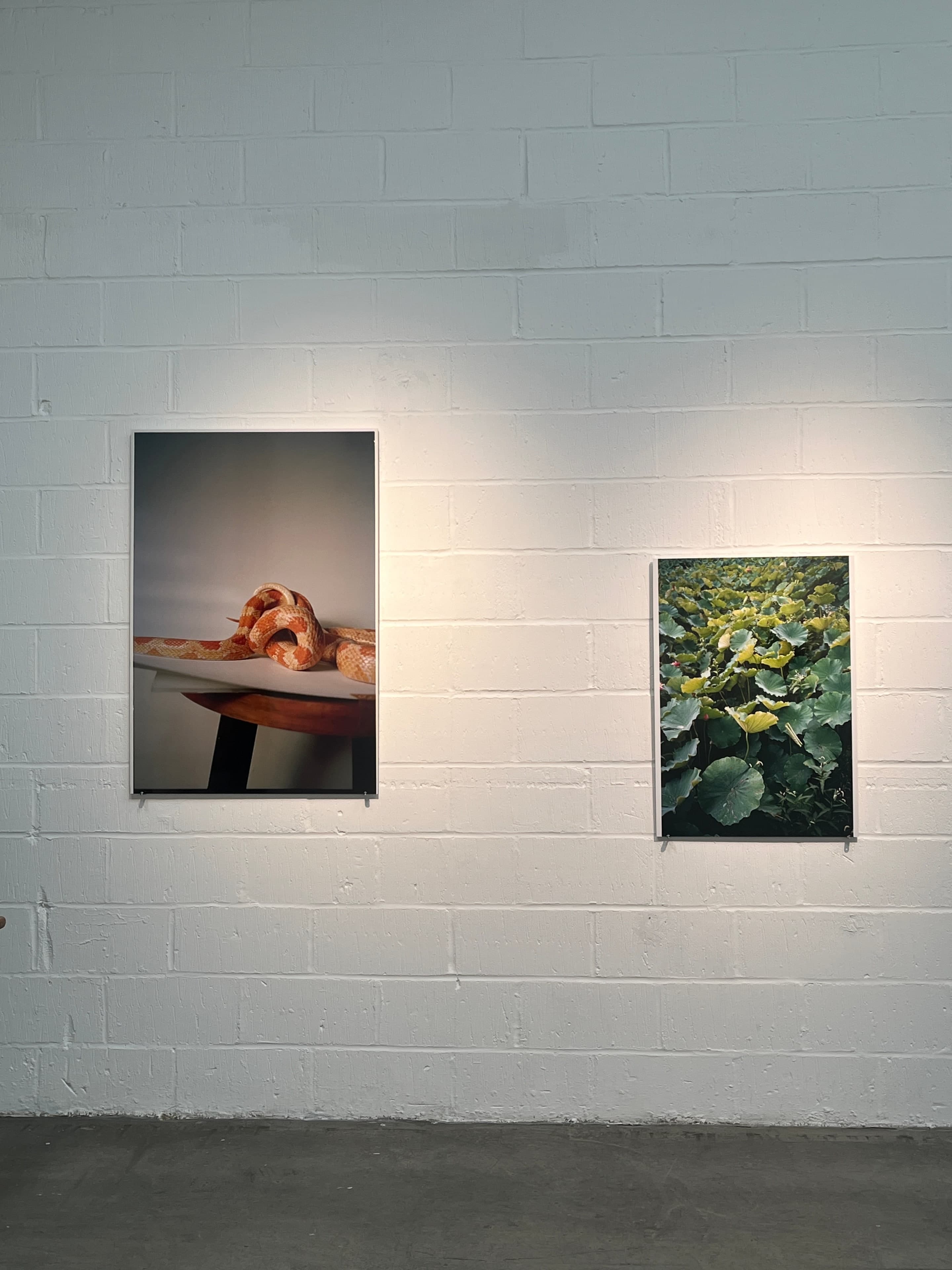 Two framed photographs — a coiled snake and lotus leaves — on a painted brick wall inside Standalone.