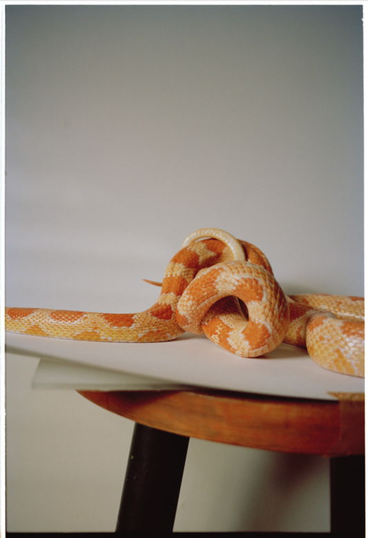 Shiro (2025) Mounted Print - Ekaterina Bazhenova-Yamasaki
